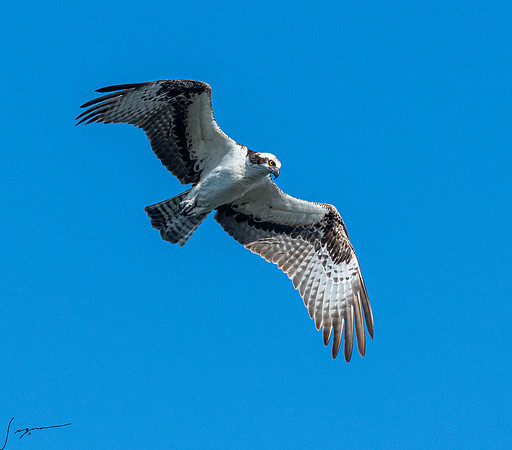 OspreyFtDesoto20190410_0241