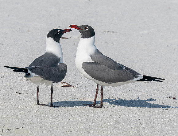 LaughingGullFtDesoto20190408_0422