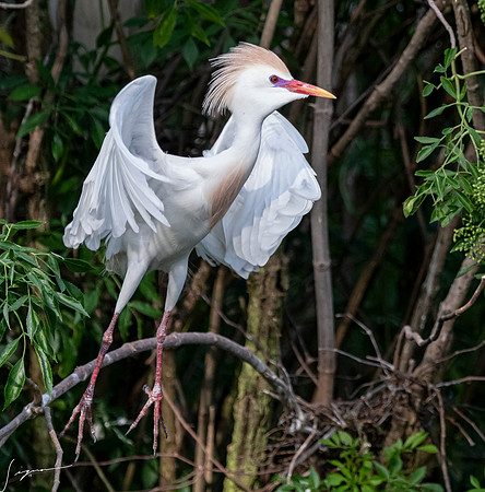 Gatorland20190413_0406