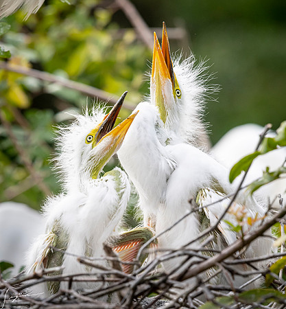 Gatorland20190413_1898