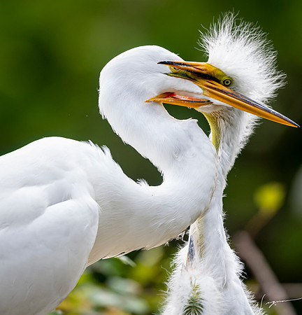 Gatorland20190413_1759