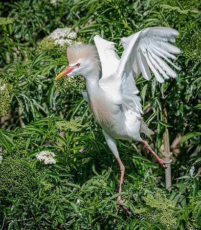 Gatorland20190413_0529