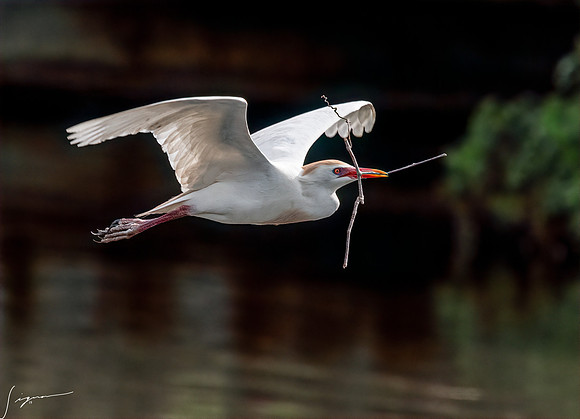 Gatorland20190413_1043-Edit