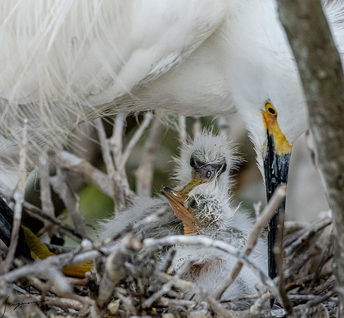Gatorland20190413_0874