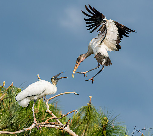 Gatorland20190413_1289-Edit
