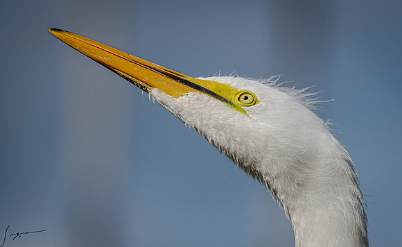 Gatorland20190413_0625