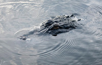 Gatorland