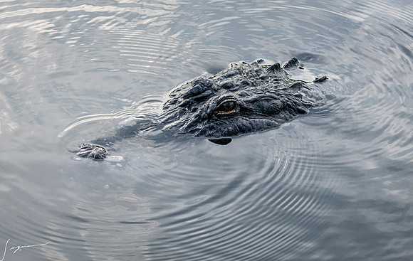 Gatorland20190413_0000