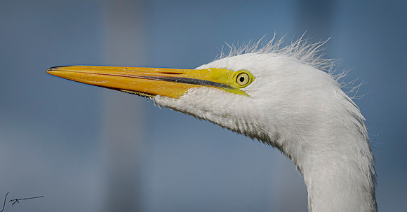Gatorland20190413_0650-Enhanced
