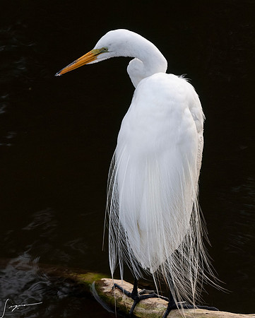 Gatorland20190413_1379