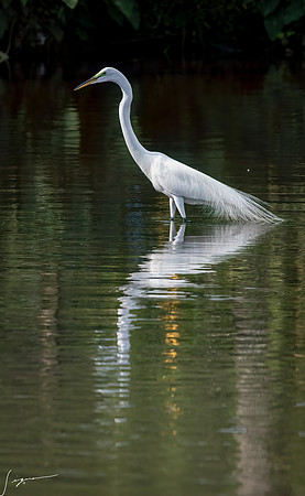 Gatorland20190413_1218-Edit