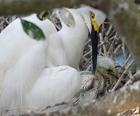 Gatorland20190413_0280
