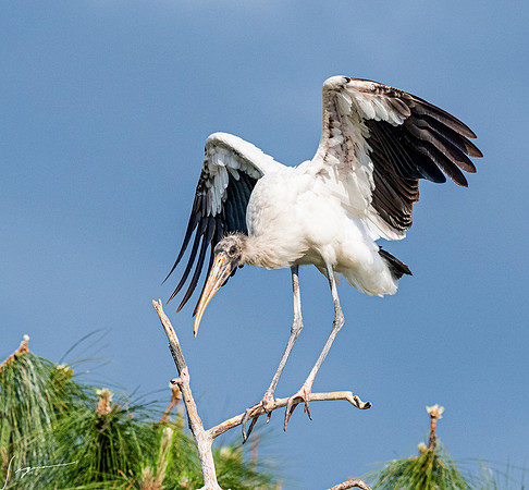 Gatorland20190413_1316