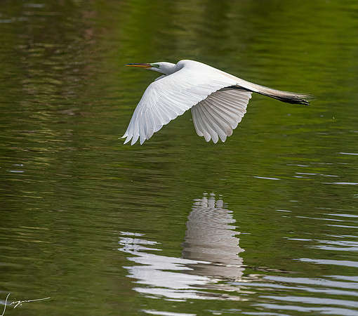 Gatorland20190413_1059-Edit
