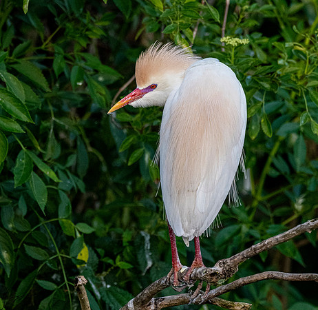 Gatorland20190413_0097