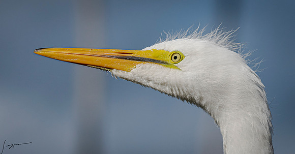 Gatorland20190413_0650