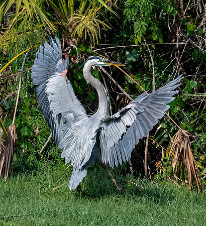 Gatorland20190413_1202