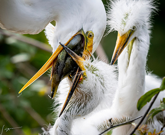 Gatorland20190413_1857