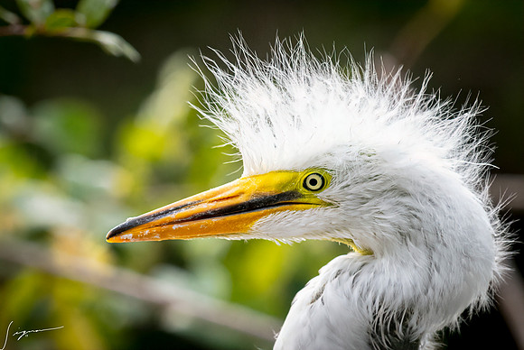 Gatorland20190413_1977-Edit