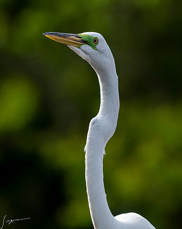 Gatorland20190413_1065