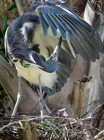 Gatorland20190413_1167