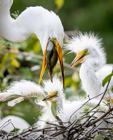 Gatorland20190413_1892