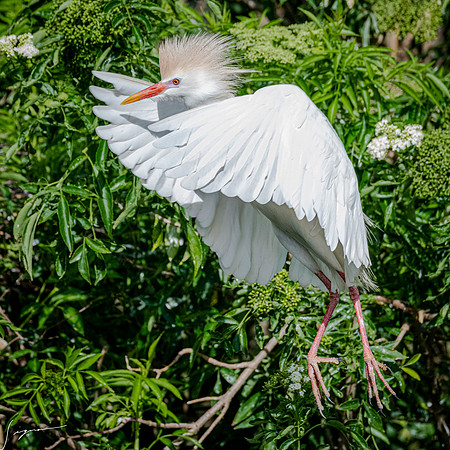 Gatorland20190413_0526
