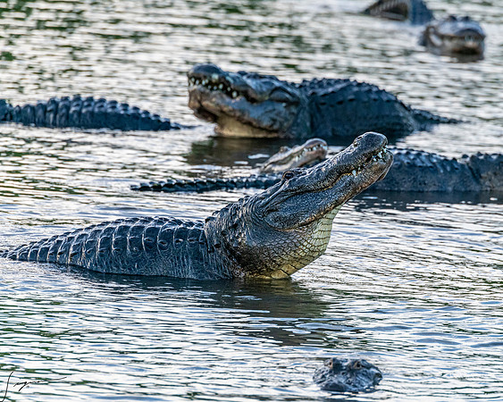 Gatorland20190413_0067