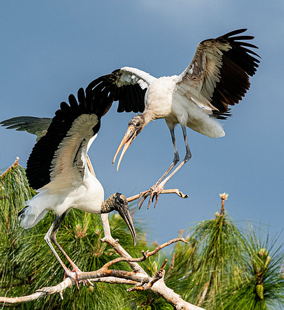 Gatorland20190413_1288
