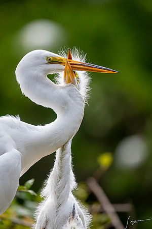 Gatorland20190413_1764