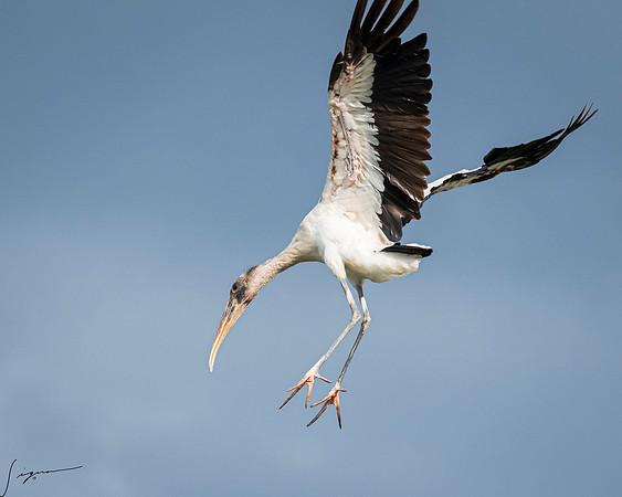 Gatorland20190413_1283