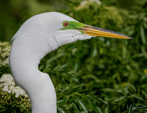 Gatorland20190413_0562