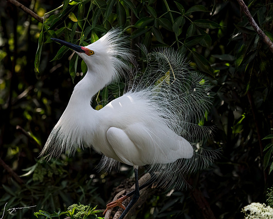 Gatorland20190413_1268-Edit