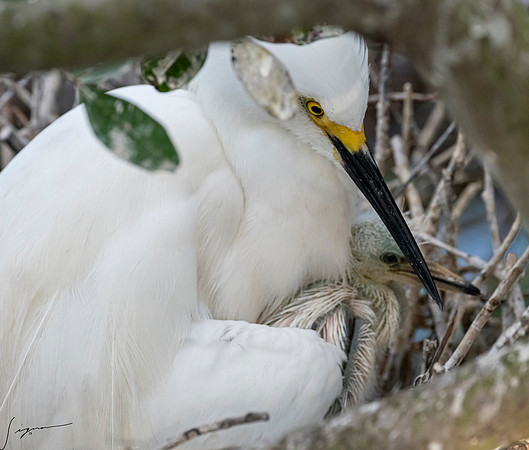 Gatorland20190413_0294