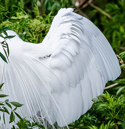 Gatorland20190413_0493