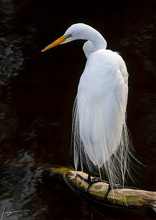Gatorland20190413_1382-Edit