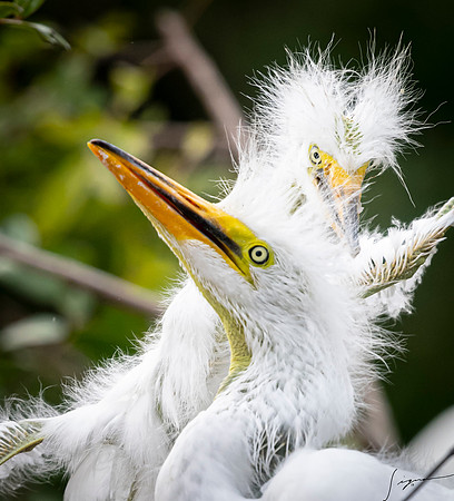 Gatorland20190413_1921