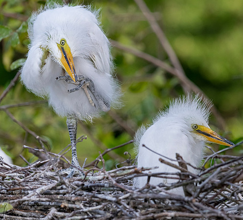 Gatorland20190413_0361