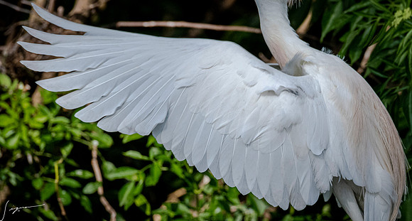 Gatorland20190413_0539