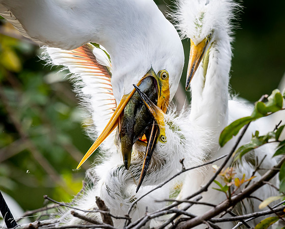 Gatorland20190413_1856