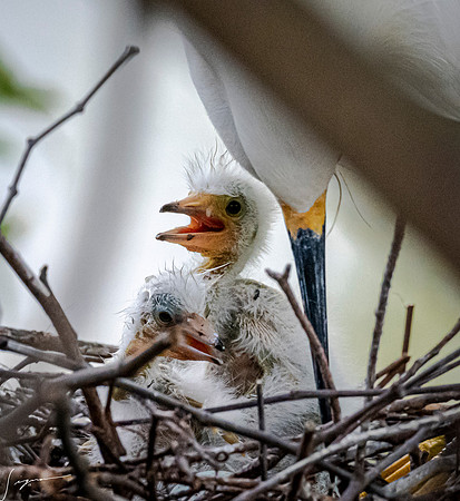 Gatorland20190413_0616