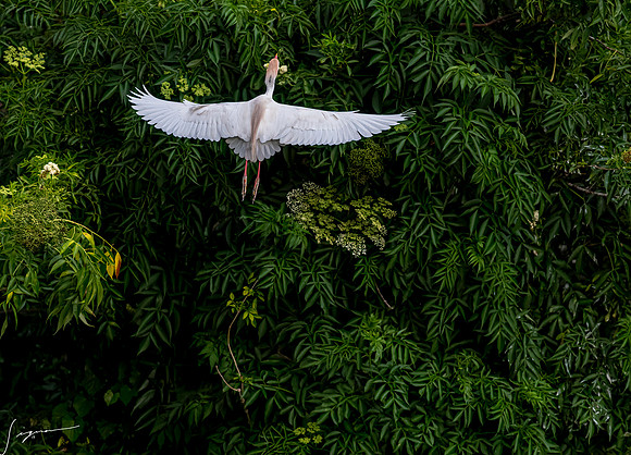 Gatorland20190413_1568-Edit-2