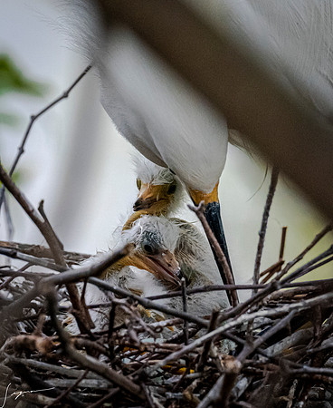 Gatorland20190413_0600