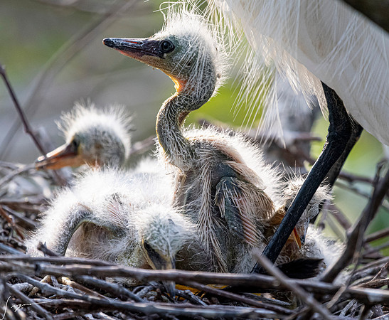 Gatorland20190413_1747