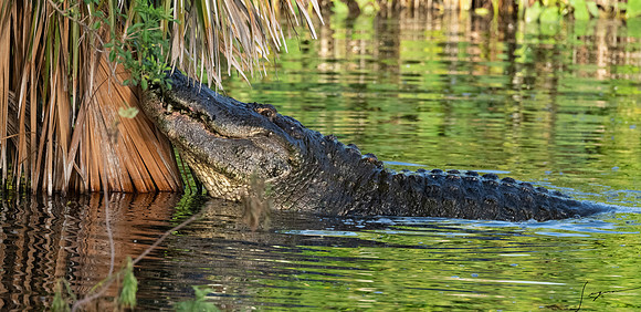 Gatorland20190413_0010