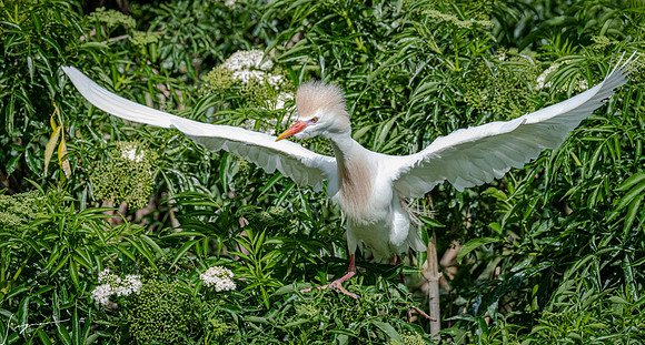 Gatorland20190413_0527