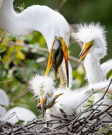 Gatorland20190413_1884