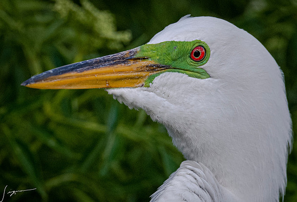Gatorland20190413_0585