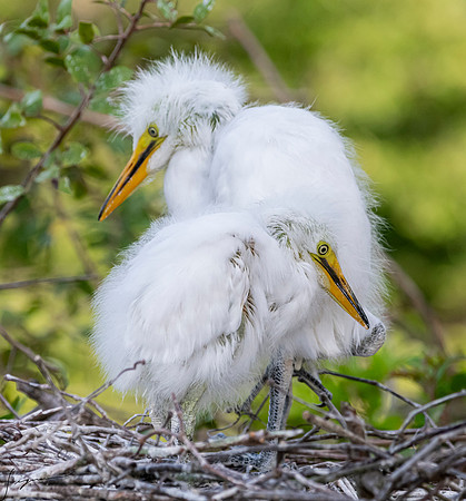 Gatorland20190413_0348