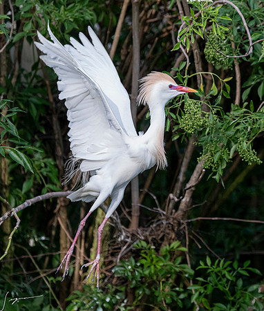 Gatorland20190413_0404